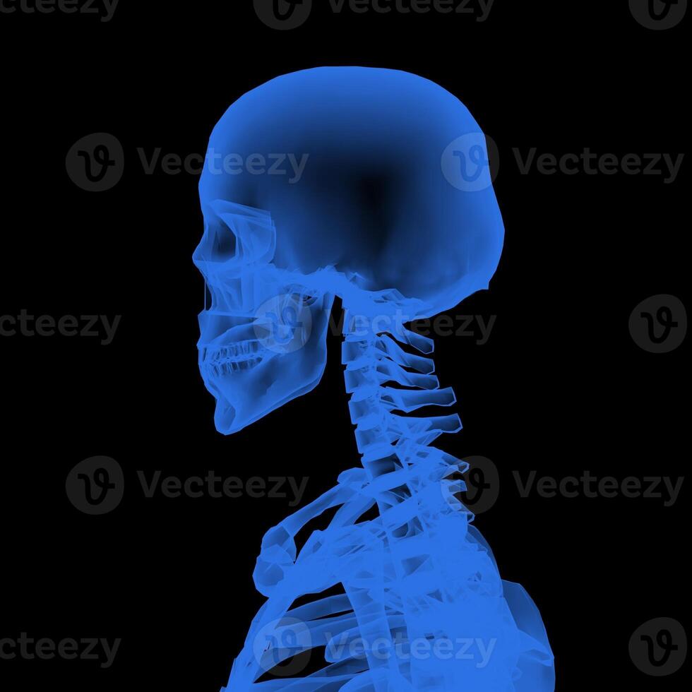 X-ray Vision,of the Human Body and Bones. photo