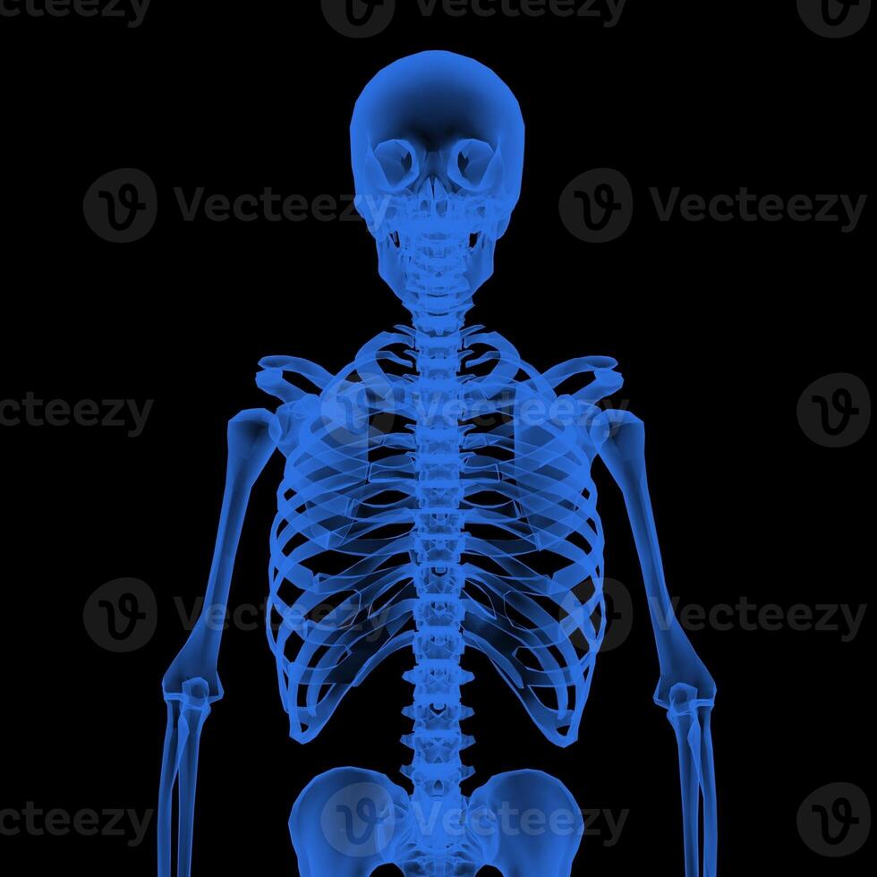 X-ray Vision,of the Human Body and Bones. photo