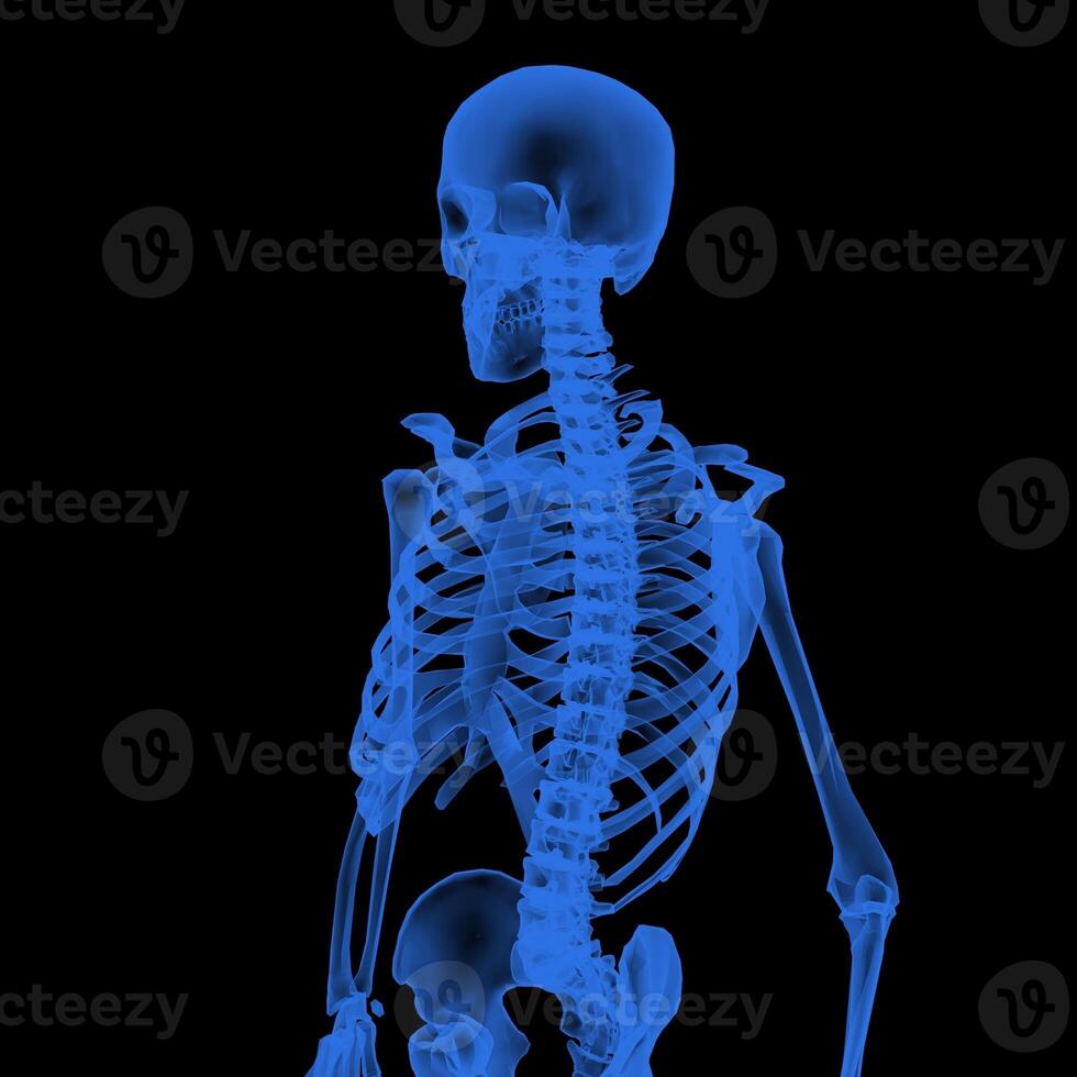 X-ray Vision,of the Human Body and Bones. photo