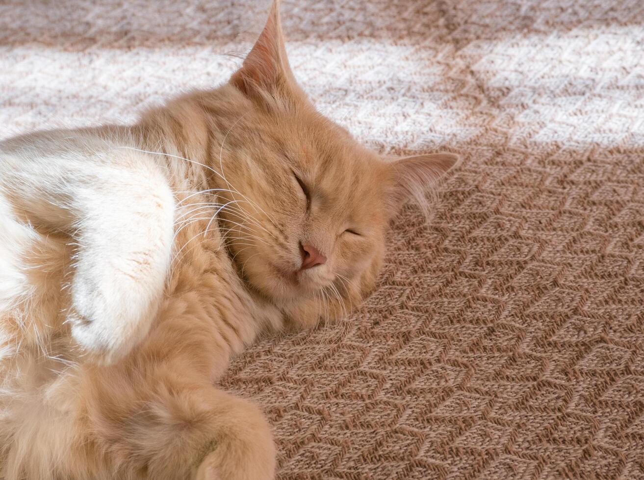 rojo gato duerme en un duván en el del sol rayos de ligero. el concepto de un acogedor hogar y vacaciones, un linda jengibre o jengibre gatito. foto