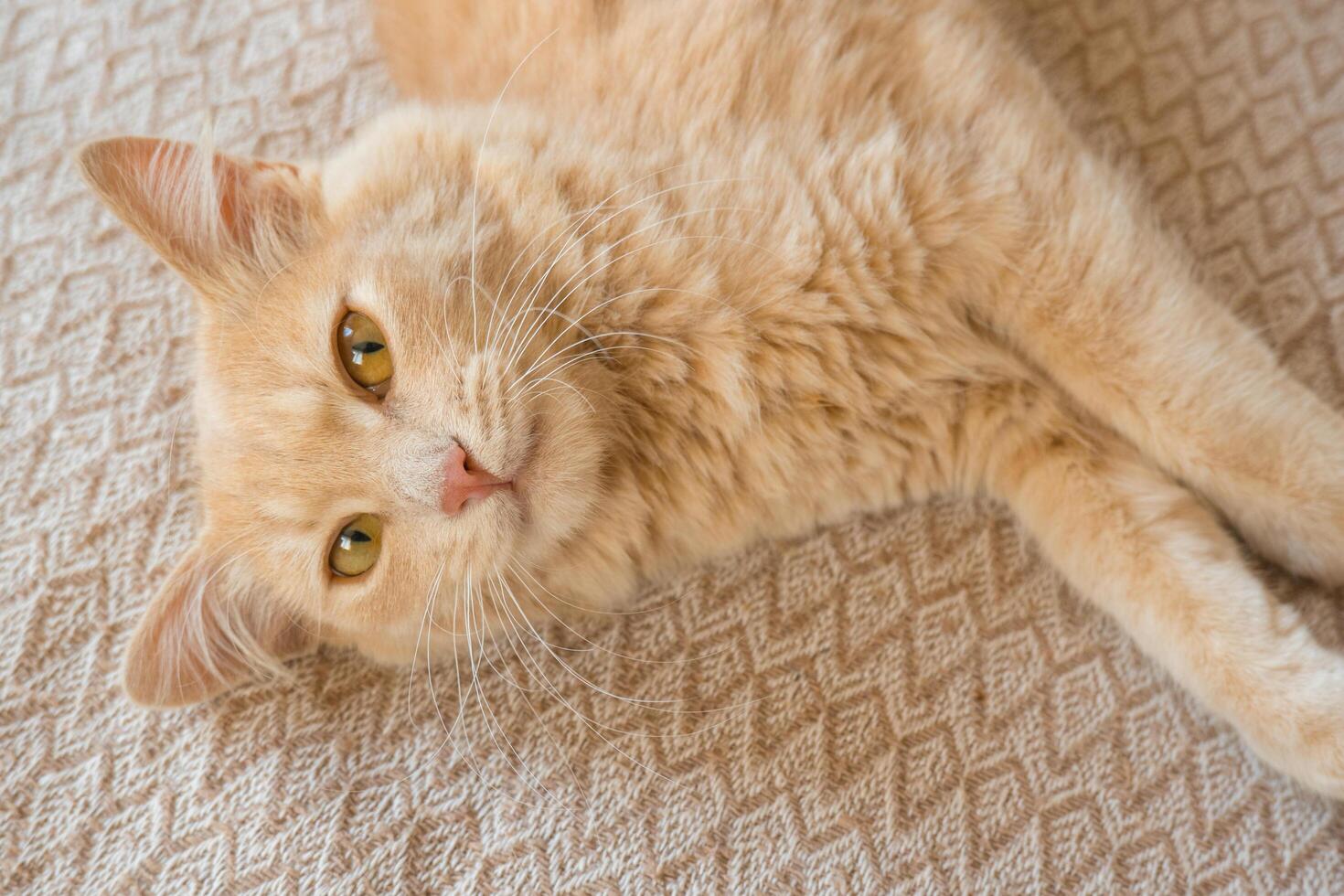 Red cat sleeps on a duvan in the sun's rays of light. the concept of a cozy home and vacation, a cute ginger or ginger kitten. photo