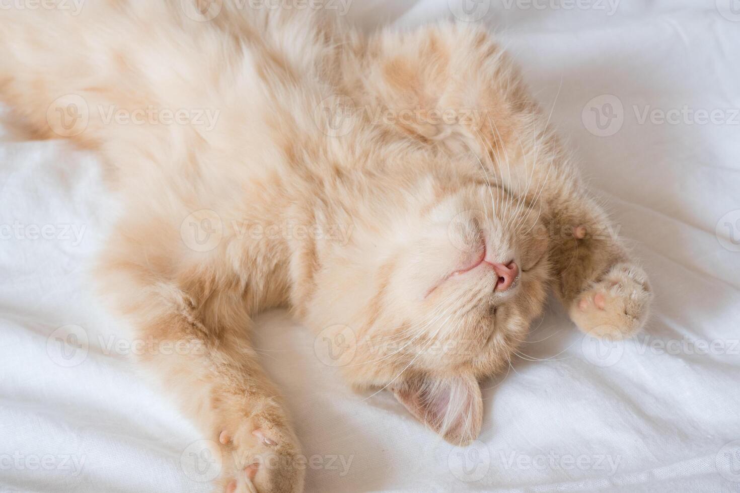 Close-up of a sleeping ginger kitten in bed. Red cat on a white blanket. Relaxing and happy morning. photo