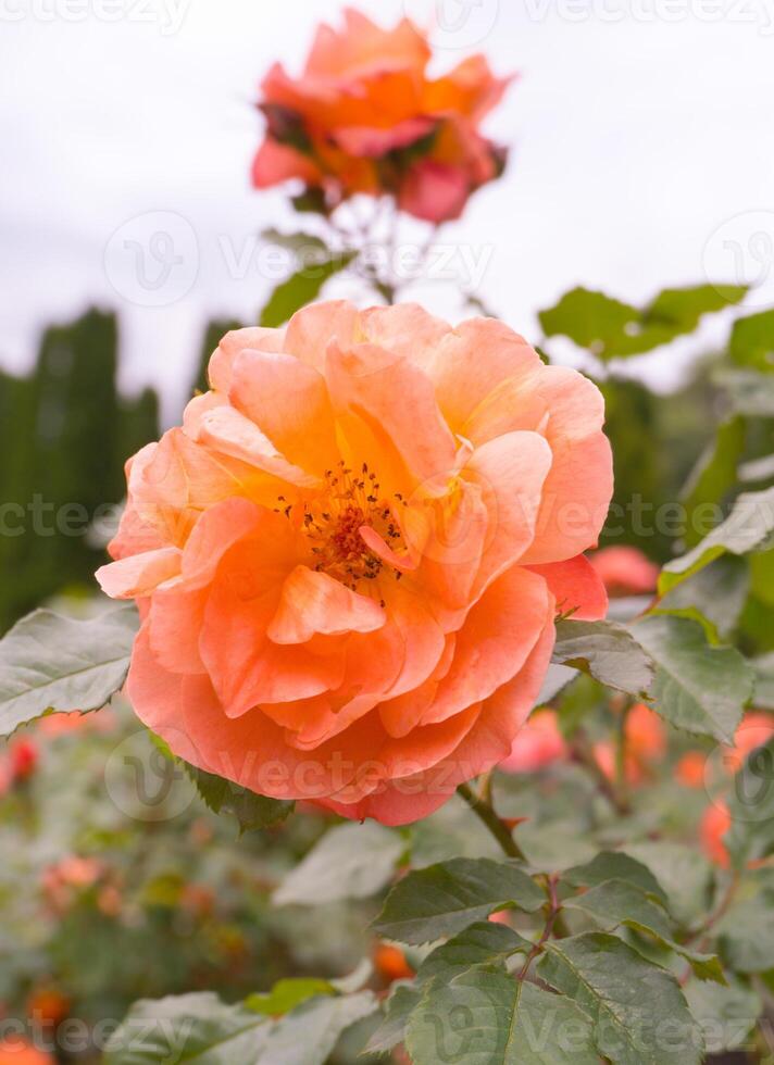 Delicate peach roses in the garden. Orange rose in the garden. Garden concept. photo