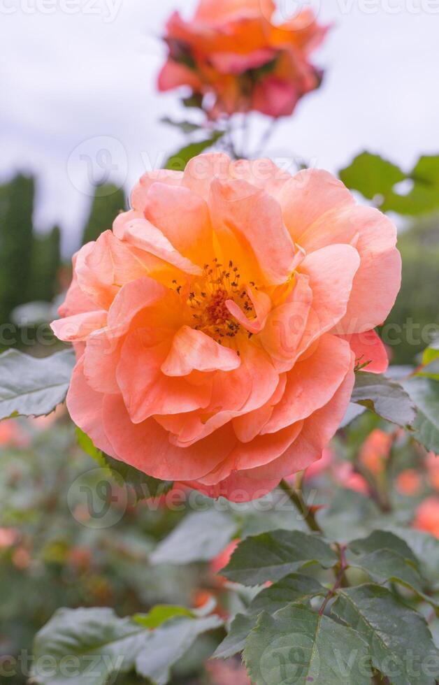 Delicate peach roses in the garden. Orange rose in the garden. Garden concept. photo