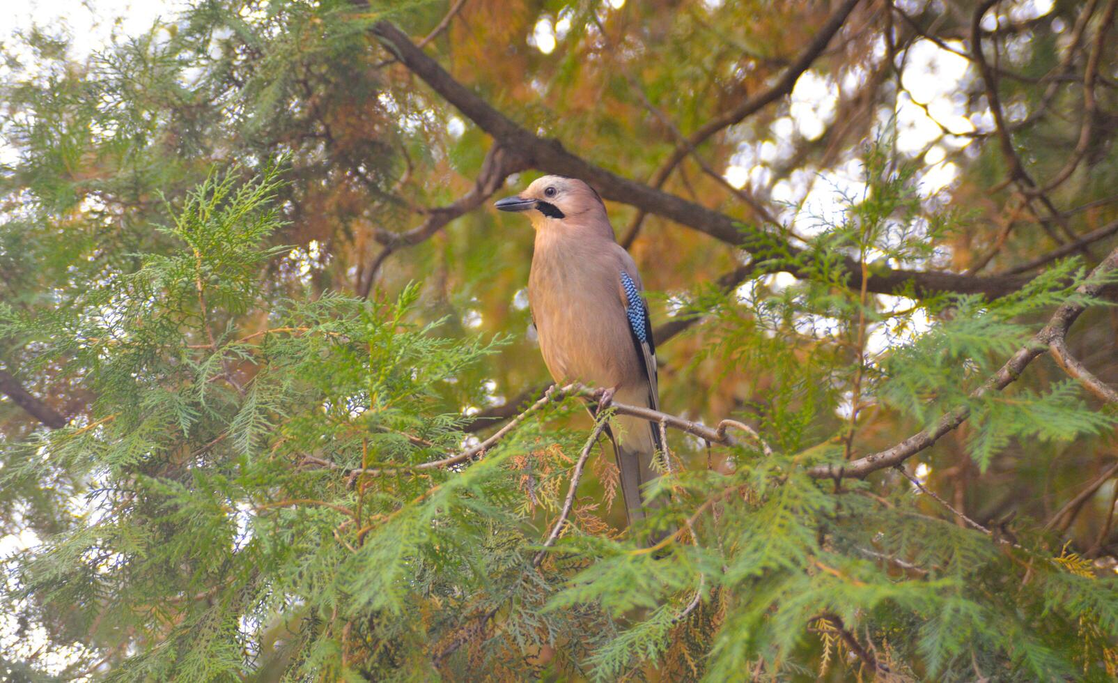 Jay bird on a tree in the forest photo