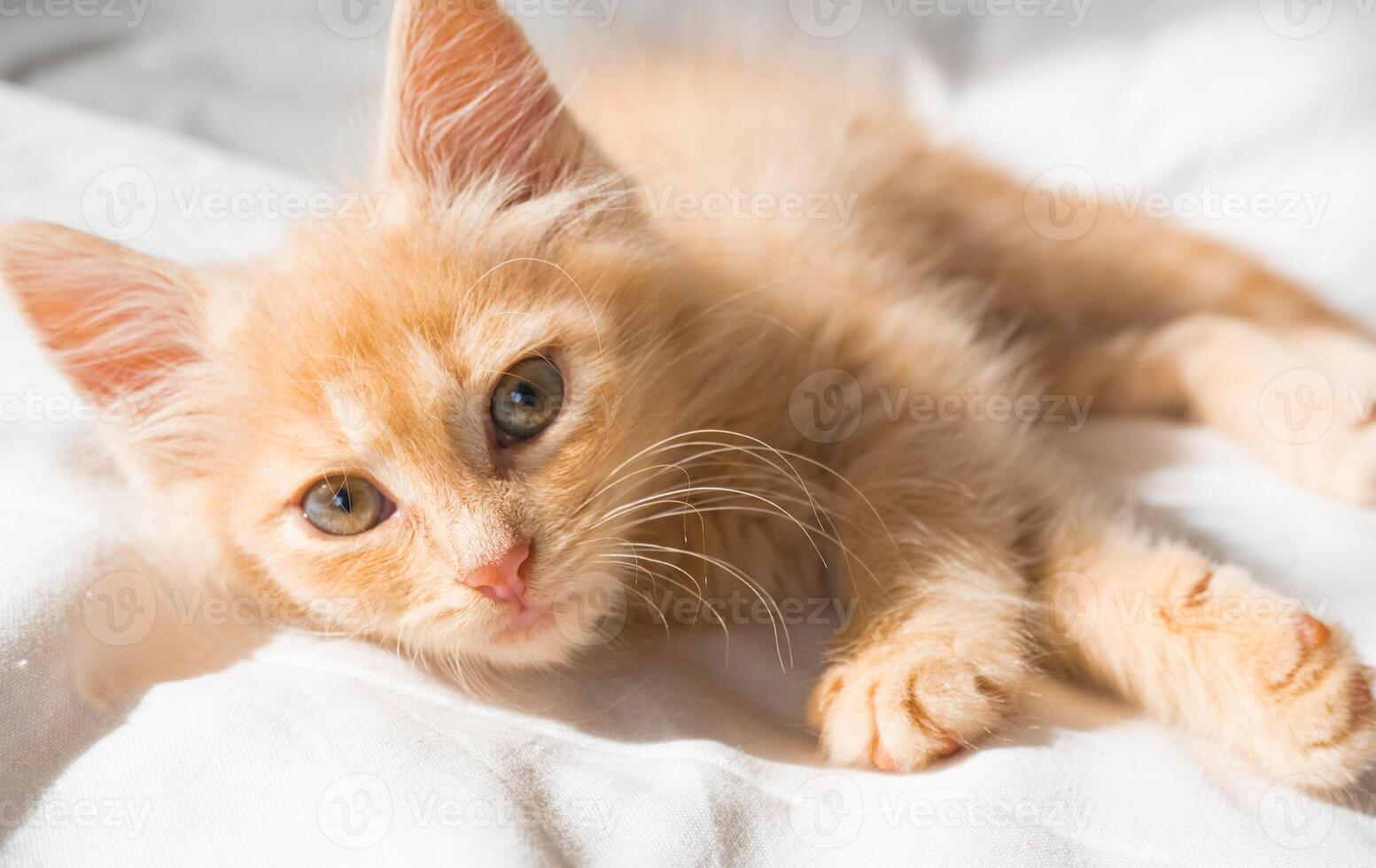 Cute little ginger kitten lies on a white blanket and looks at the camera photo