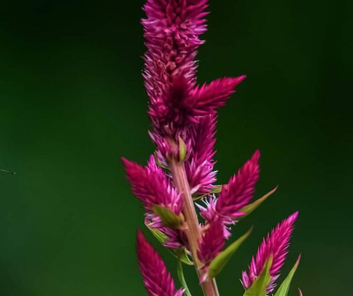 Beautiful blooming flower photo