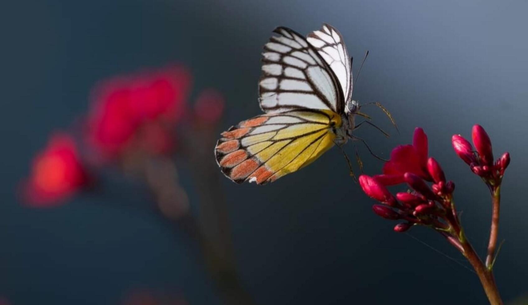 hermosa floreciente flor foto