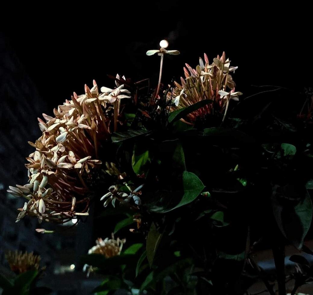 hermosa floreciente flor en jardín foto