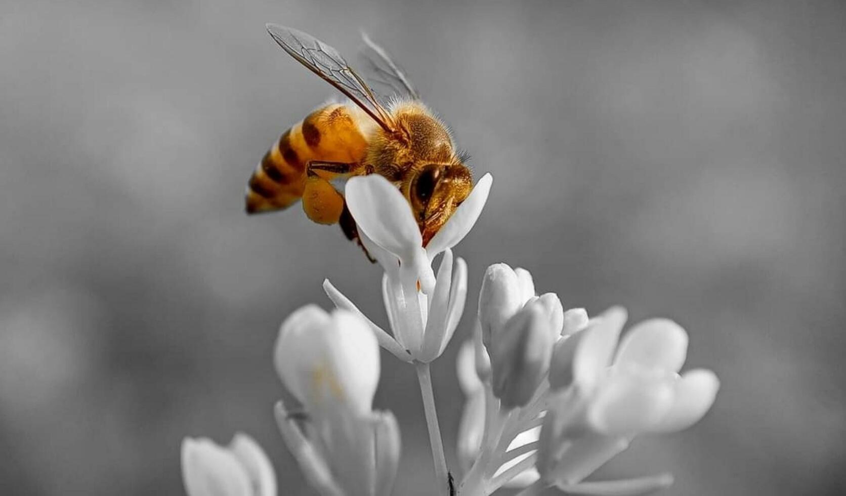 Beautiful blooming flower photo