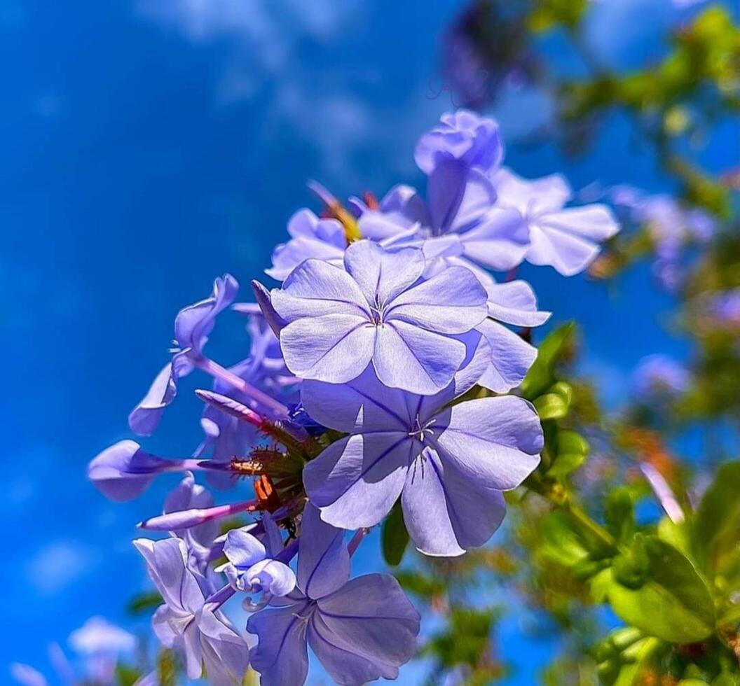 hermosa floreciente flor en jardín foto