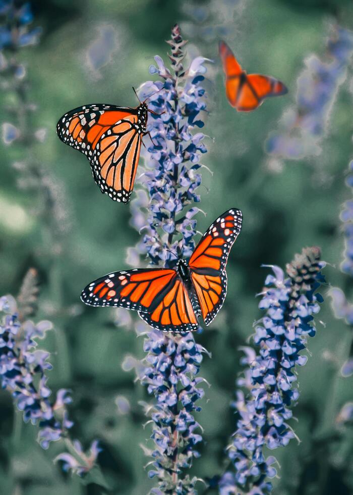 de cerca fotografía de mariposa linda mariposa foto