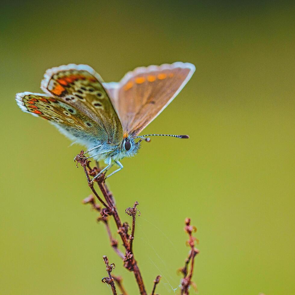 de cerca fotografía de mariposa linda mariposa foto