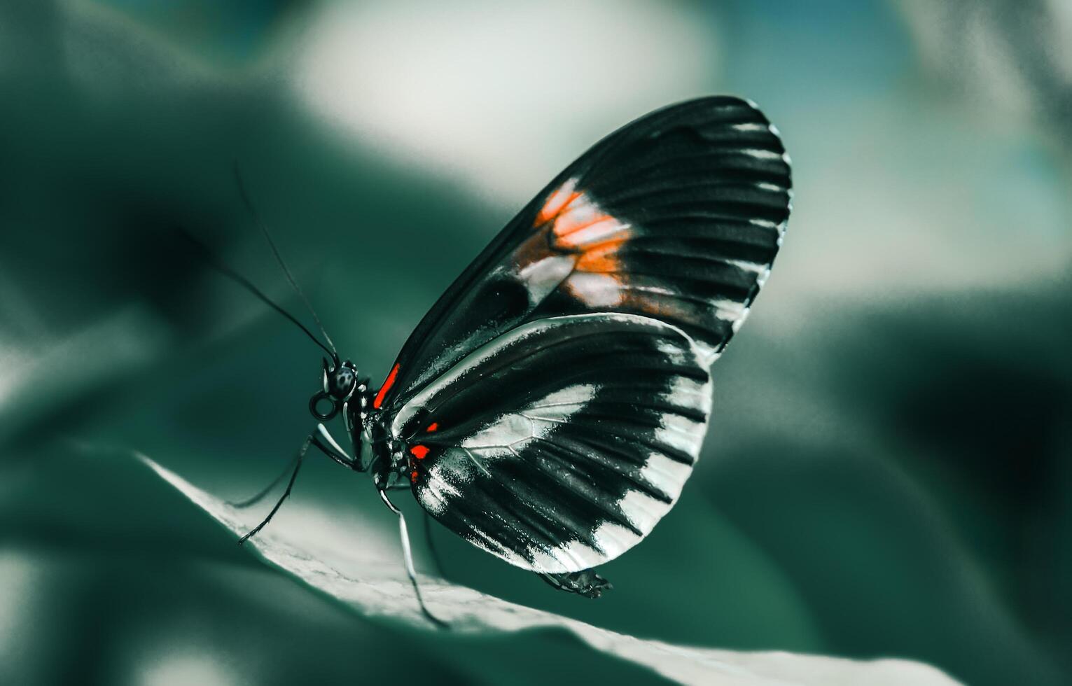 Closeup Photography of butterfly Cute Butterfly photo