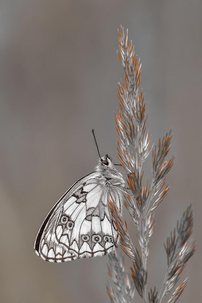 Closeup Photography of butterfly Cute Butterfly photo