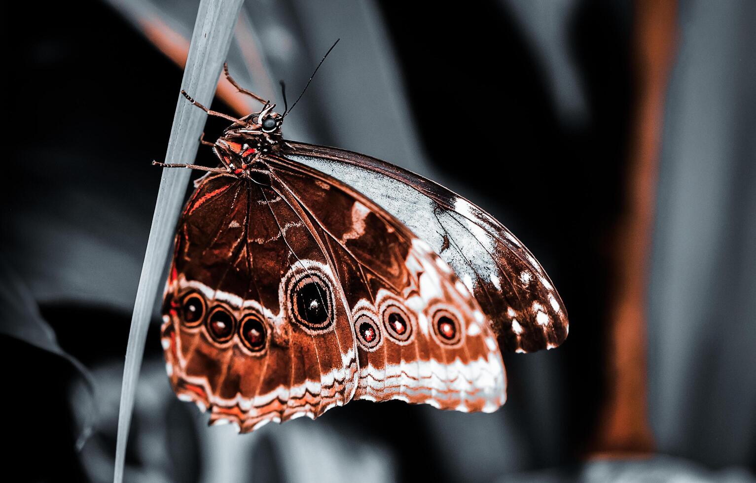 Closeup Photography of butterfly Cute Butterfly photo