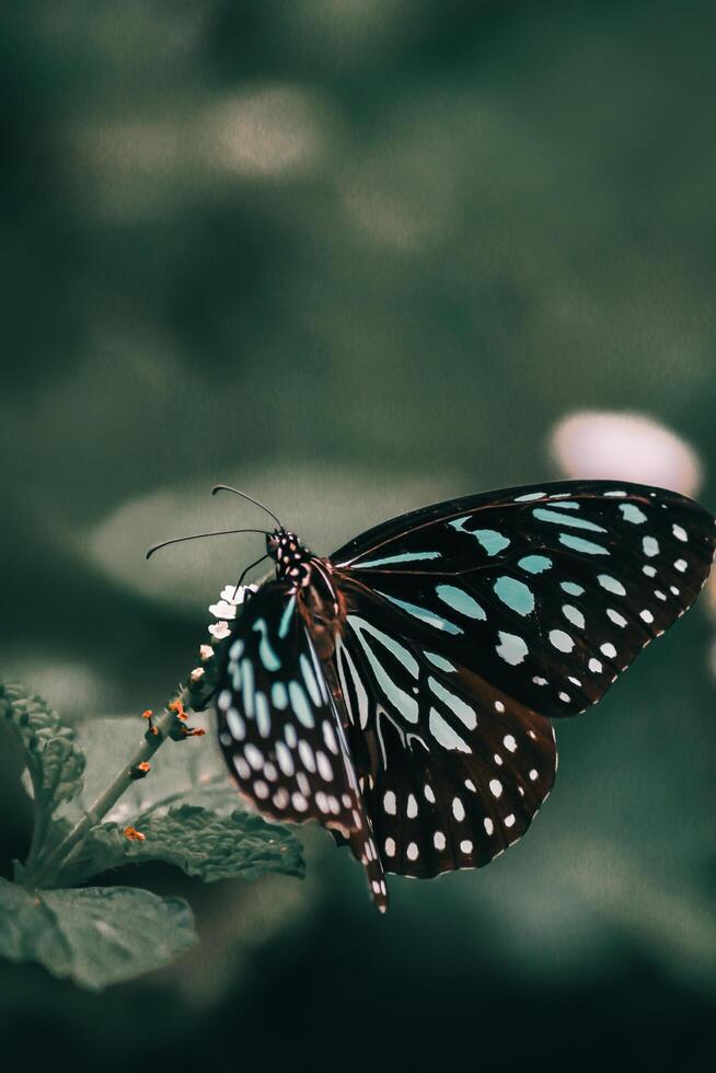 Closeup Photography of butterfly Cute Butterfly photo