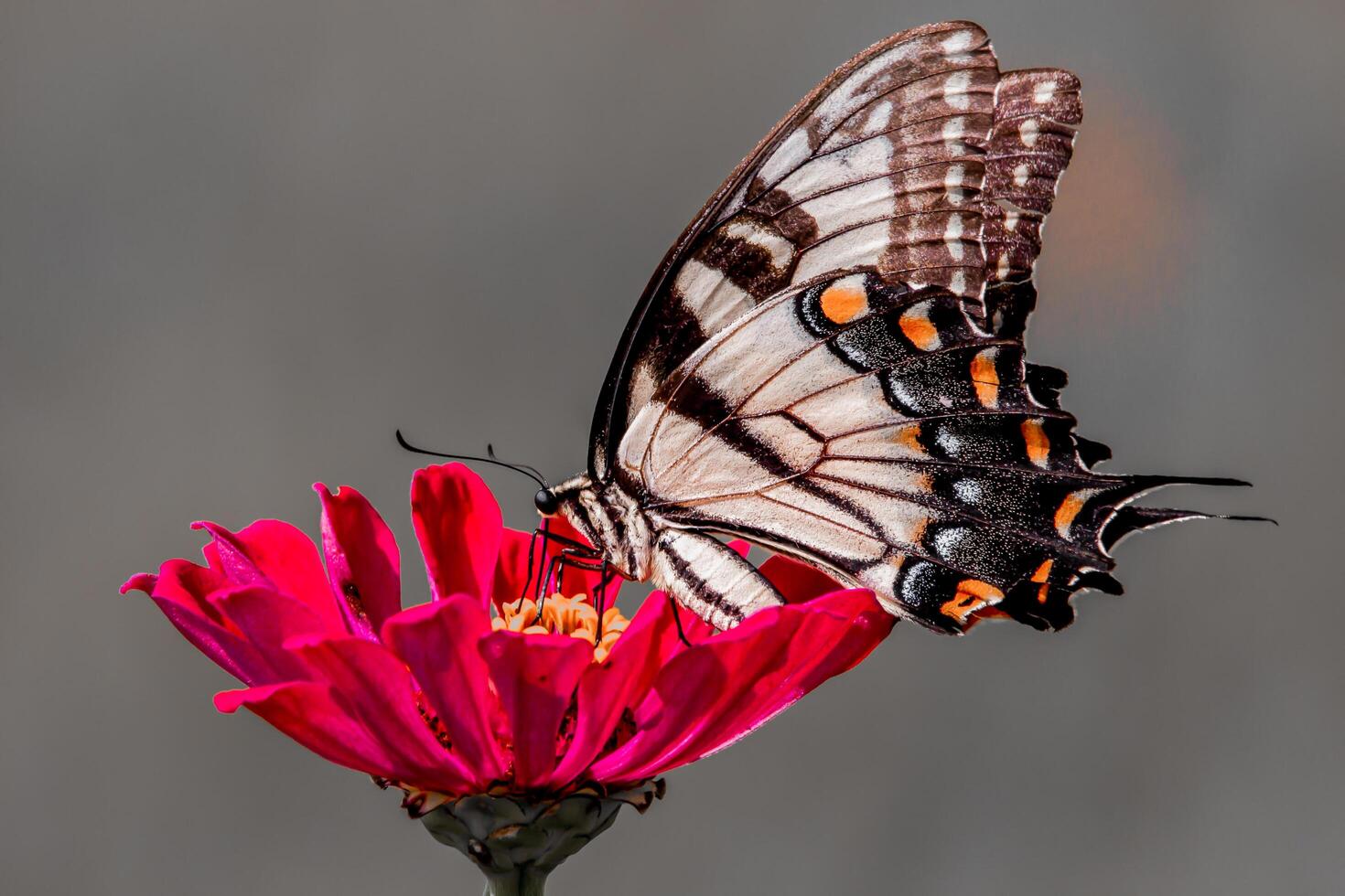 Closeup Photography of butterfly Cute Butterfly photo