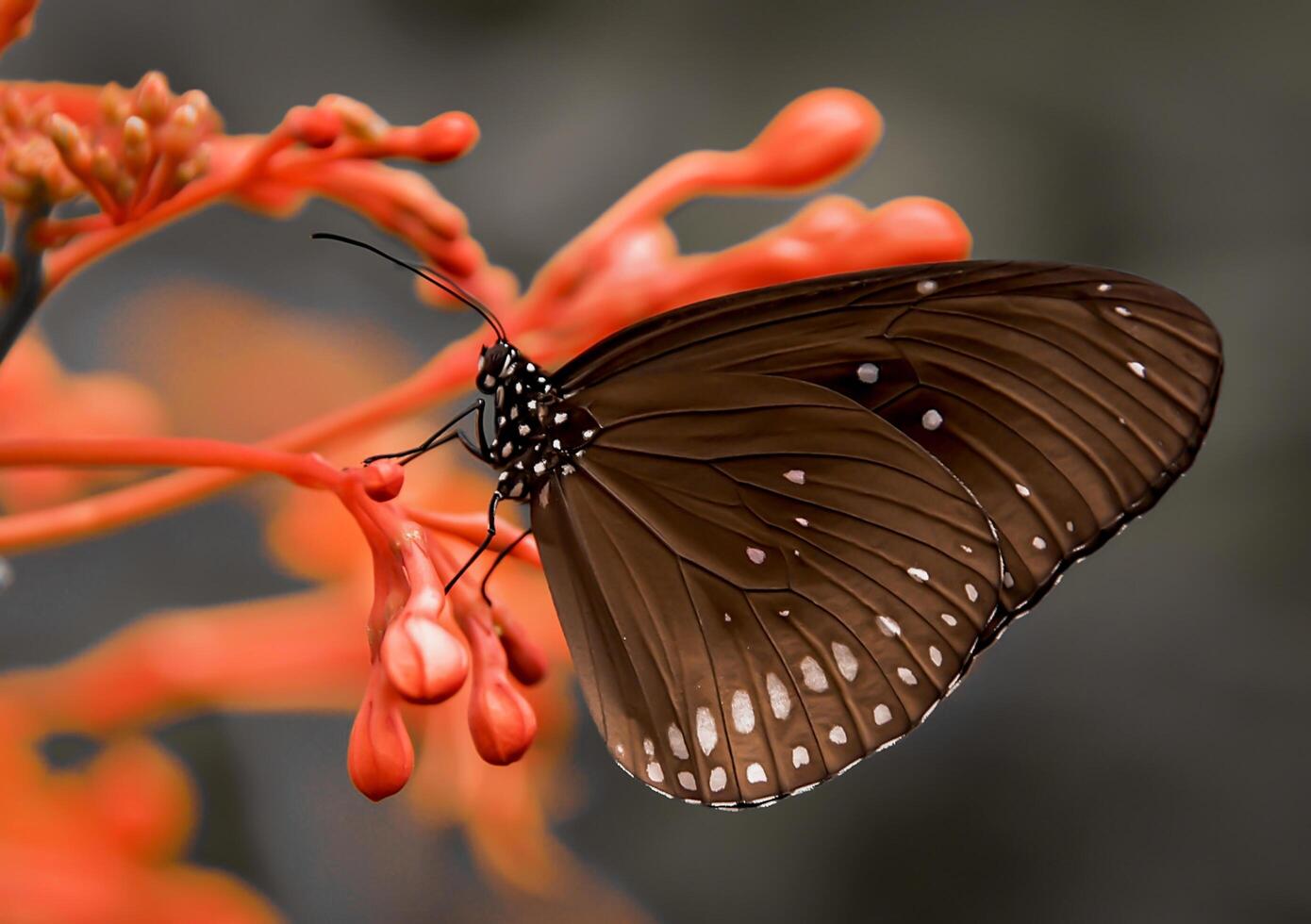 de cerca fotografía de mariposa linda mariposa foto