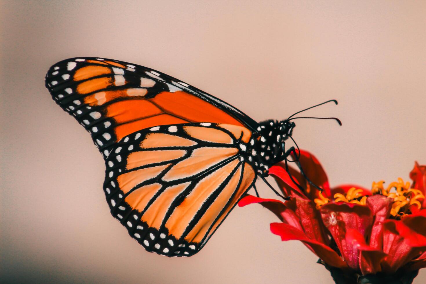 de cerca fotografía de mariposa linda mariposa foto