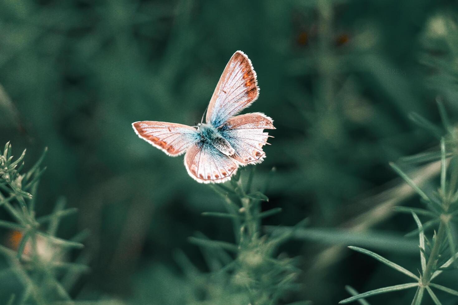 de cerca fotografía de mariposa linda mariposa foto