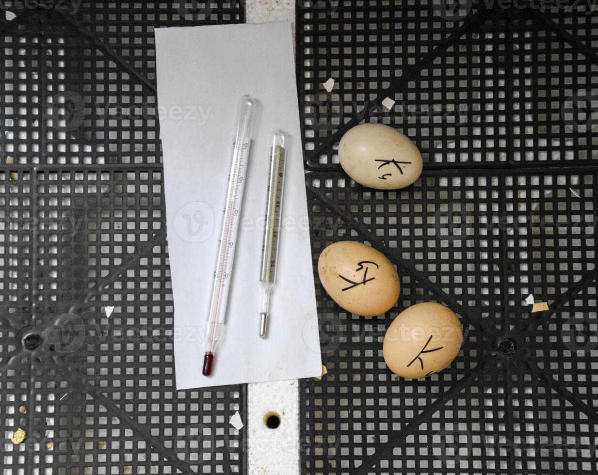 The eggs of a musky duck lying in an incubator. photo