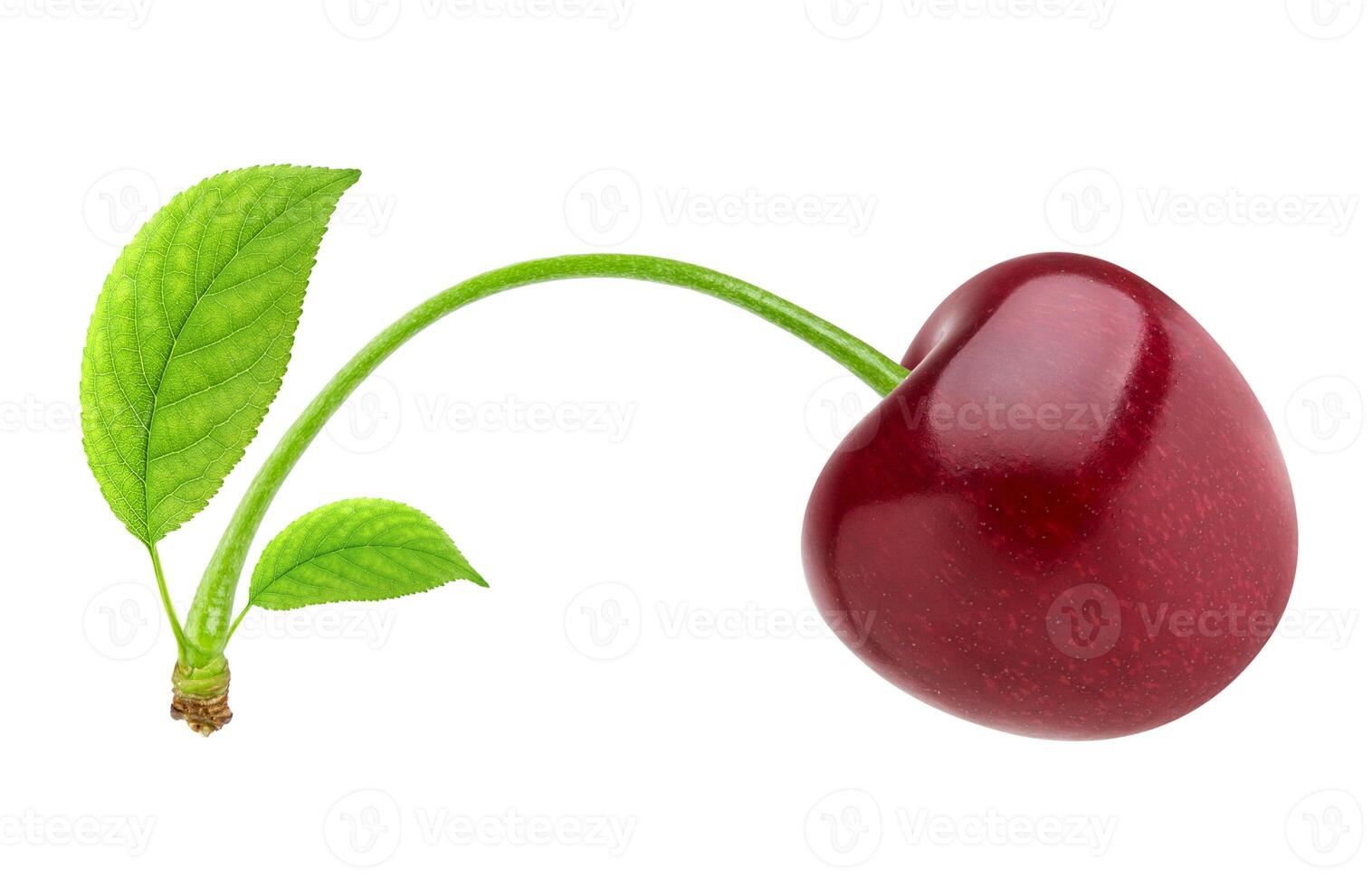 Cherry isolated. One red cherry isolated on white background with clipping path photo