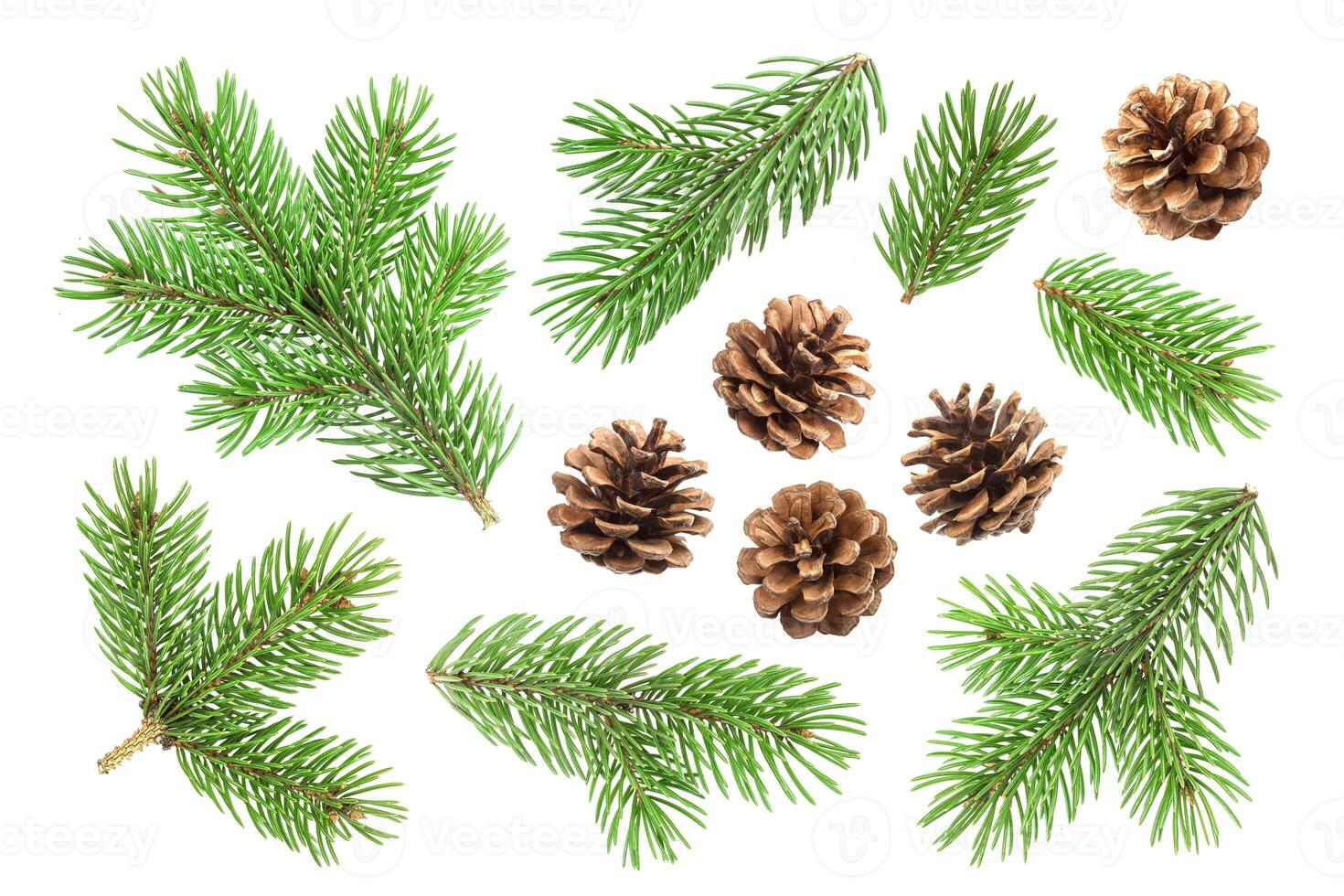 Fir tree branch and pine cones isolated on white background photo