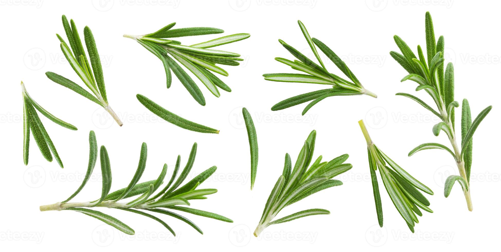 Rosemary twig and leaves isolated on white background with clipping path, collection photo
