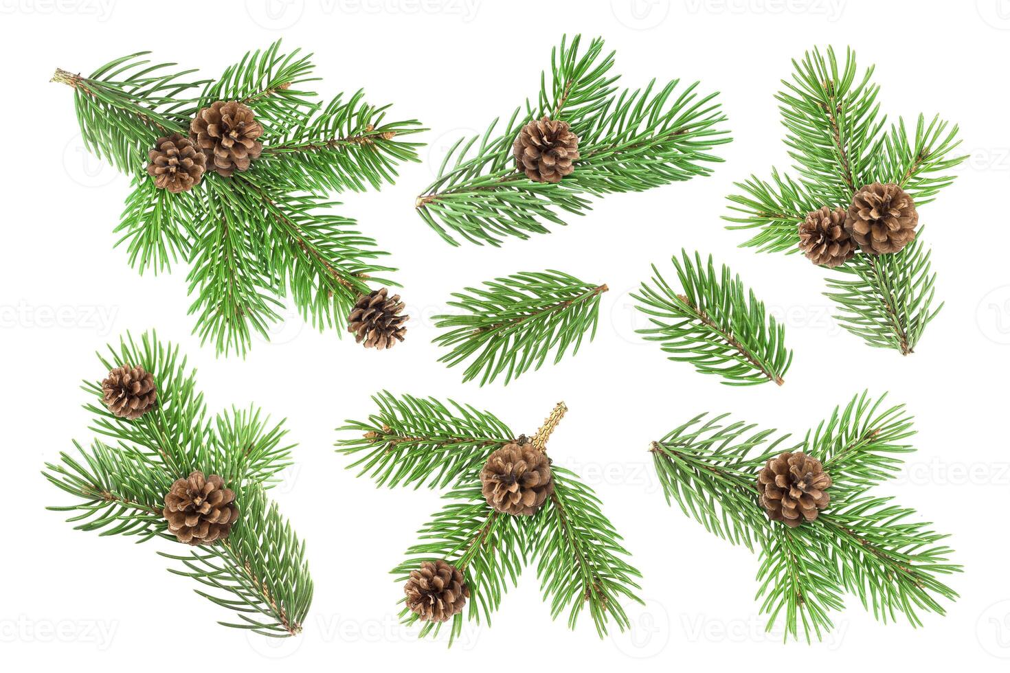 Fir tree branch with pine cones isolated on white background photo