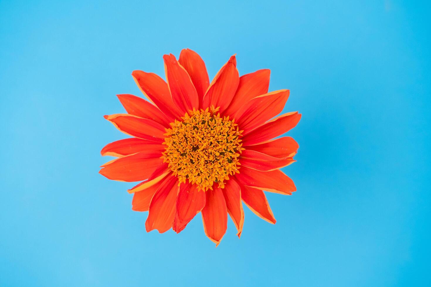 Close up of blooming red flowers and time lapse of withered flowers on bright color background. photo