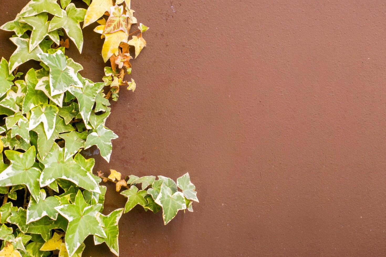 Closeup and crop ivy green leaves climbing covered on brown building wall background with space for texts. photo