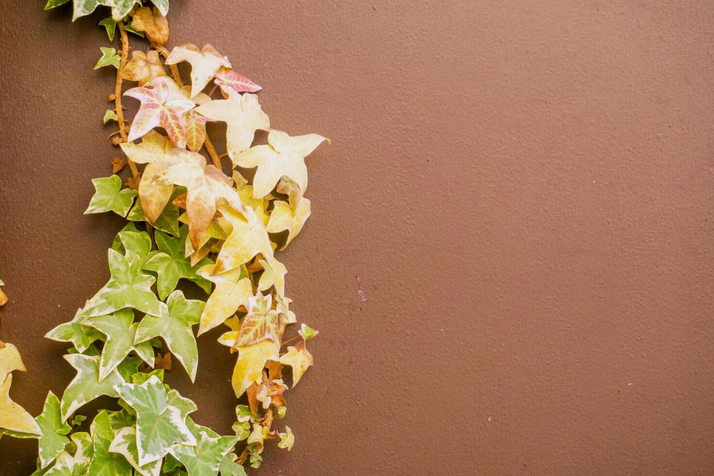 Closeup and crop ivy green leaves climbing covered on brown building wall background with space for texts. photo