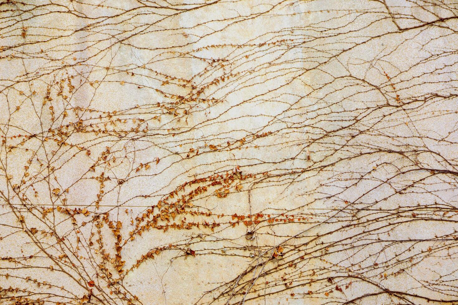 Background and texture of death and dry small vines on wall background. photo