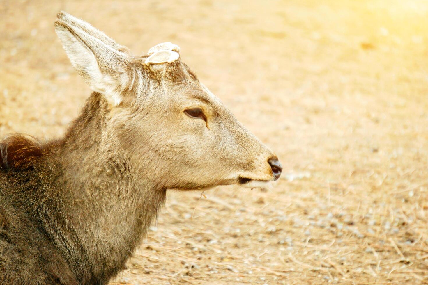 Closeup and beside of face hart young deer without antler in Nara park area with sun flare background, Nara prefecture, Japan. photo