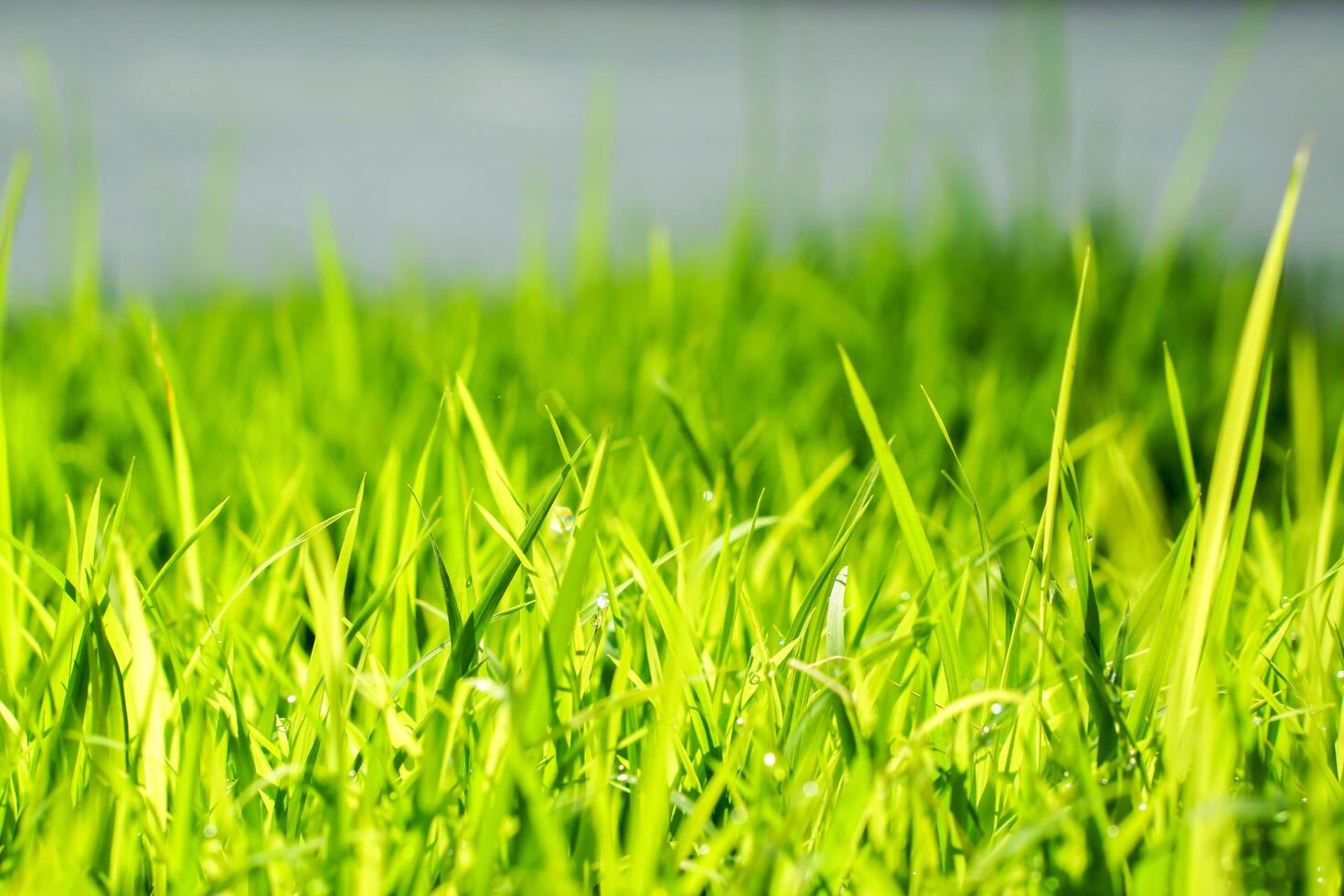 Green grass in the morning with sun light on blurry background. photo