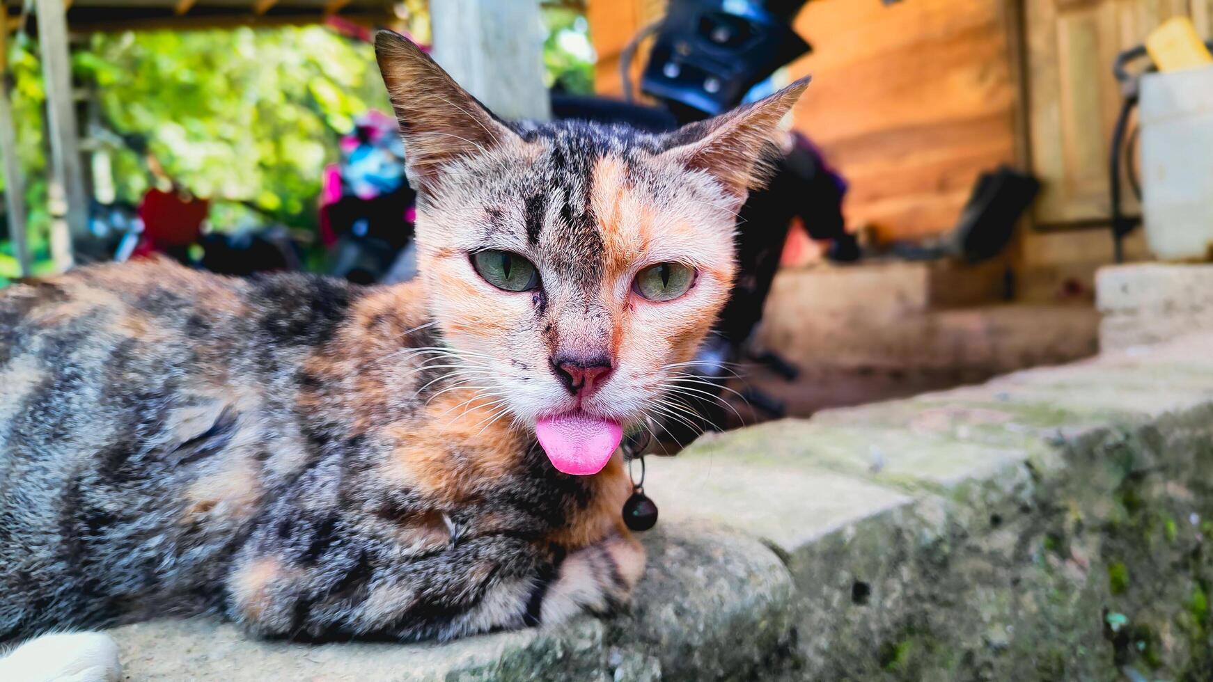 retrato de un gato pega fuera sus lengua foto