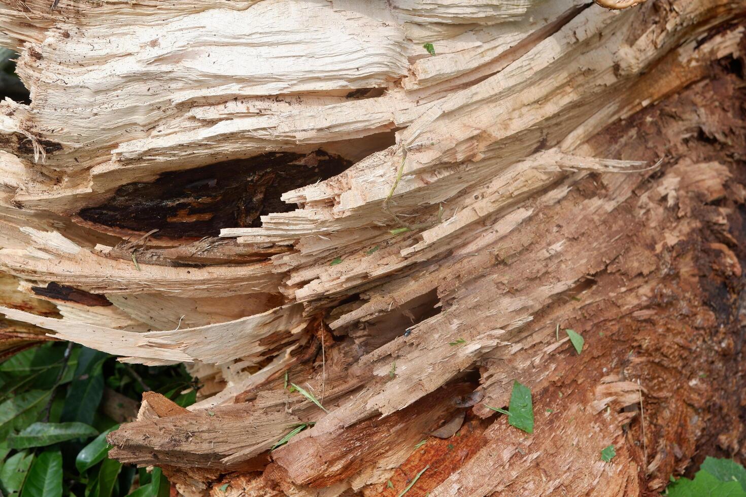 close up of fallen tree wood chips suitable for background texture photo