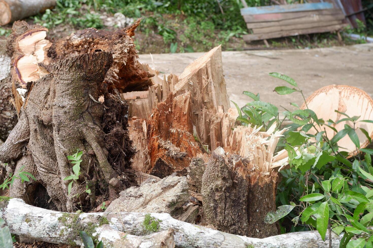 A pile of fallen tree wood can be seen photo