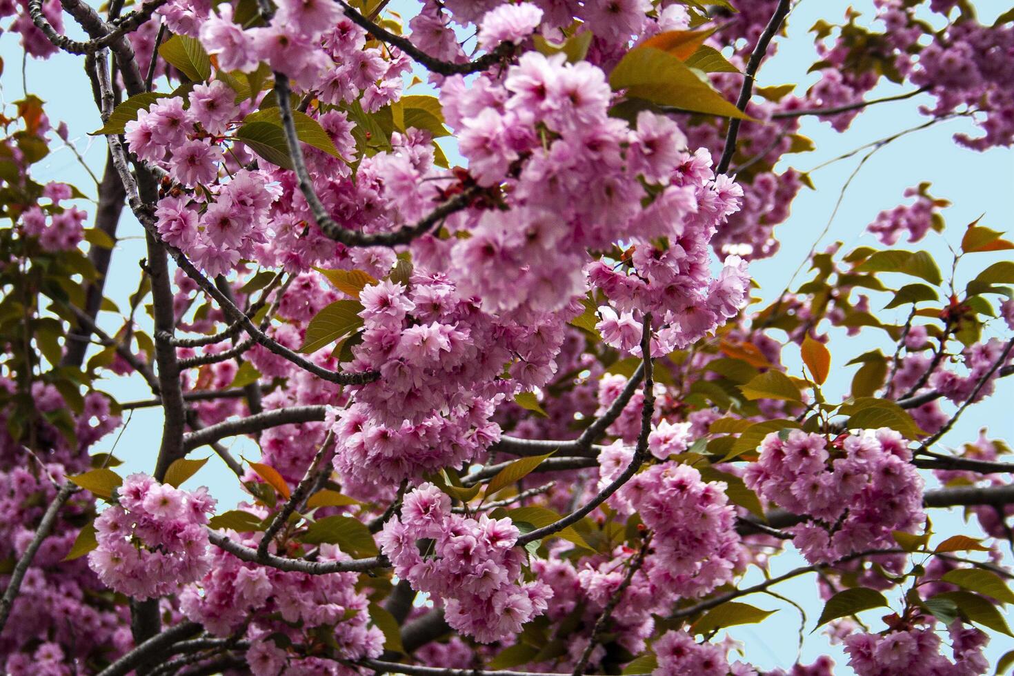Tree blooming with pink flowers in the spring photo