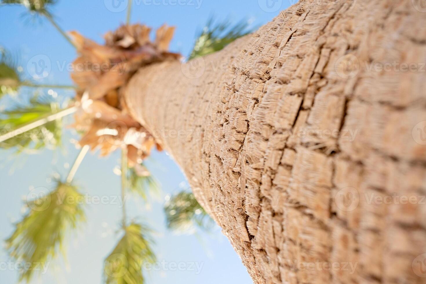 palm trees on the background on sky background photo