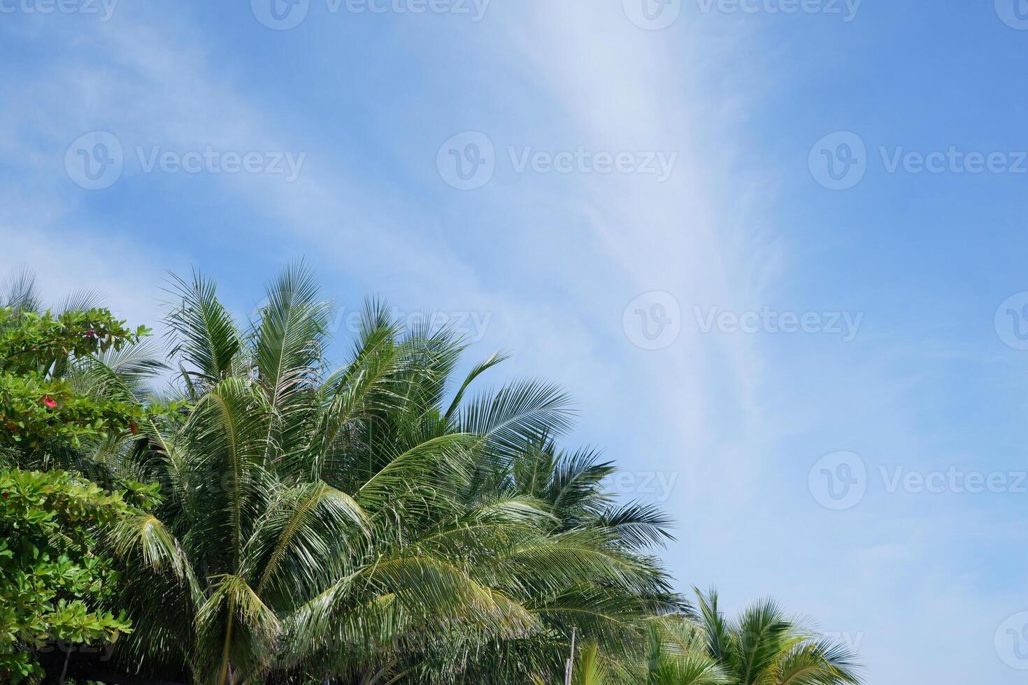 Green coconut leaves isolated on bright blue sky background. good for use as a complement to brochures or summer flyers photo