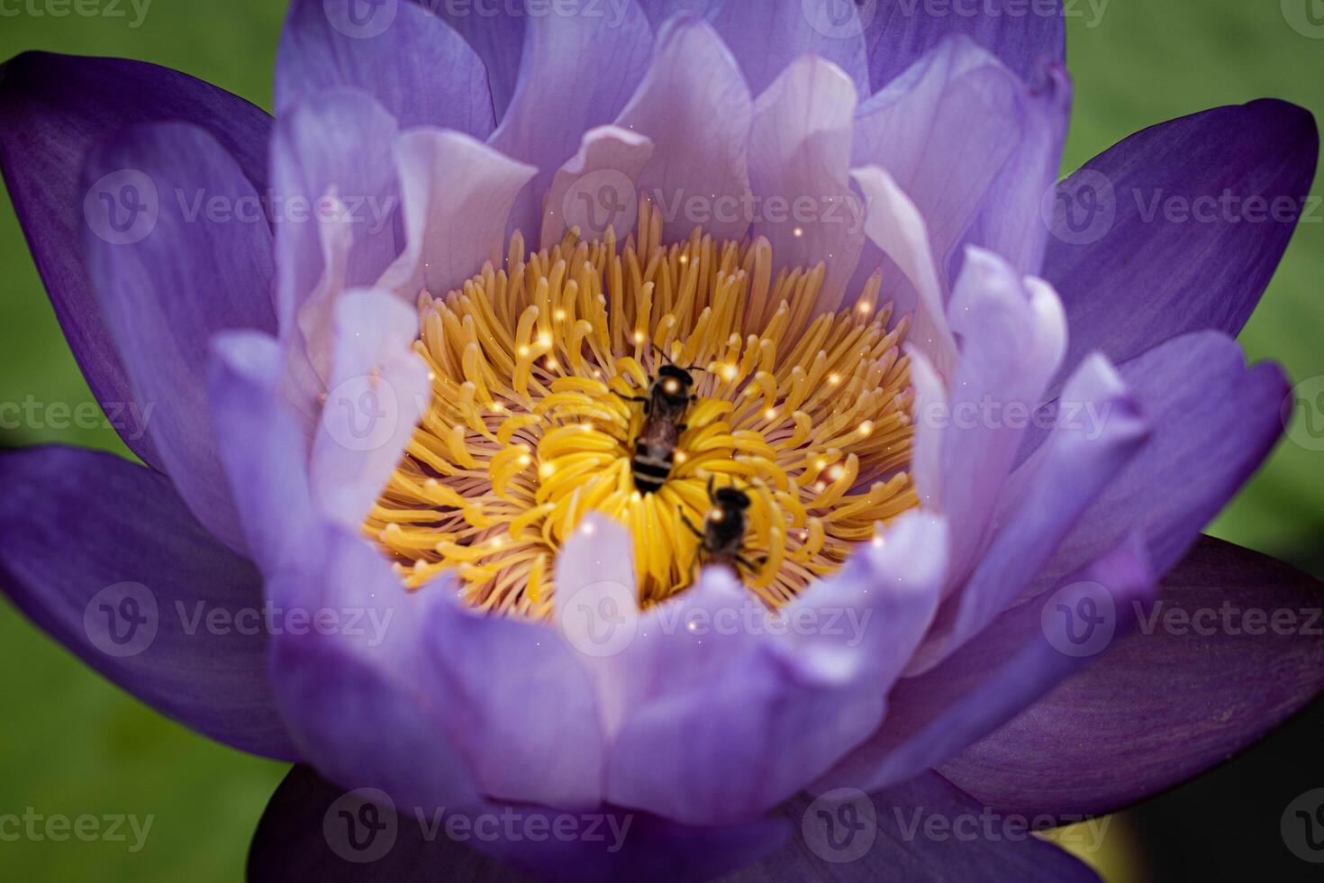 close up Purple lotus flowers blooming in the pond with nature background with soft light of the sun. picture looking happy. photo