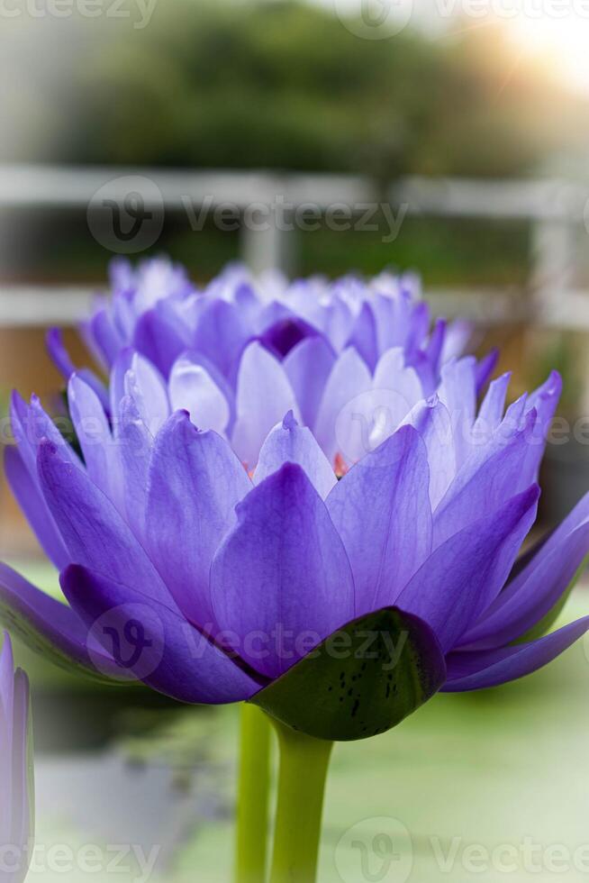 close up Purple lotus flowers blooming in the pond with nature background with soft light of the sun. picture looking happy. photo