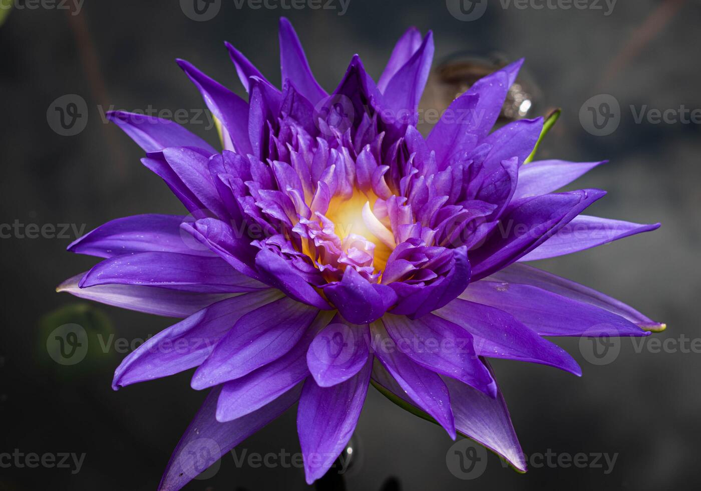 close up Purple lotus flowers blooming in the pond with nature background with soft light of the sun. picture looking happy. photo