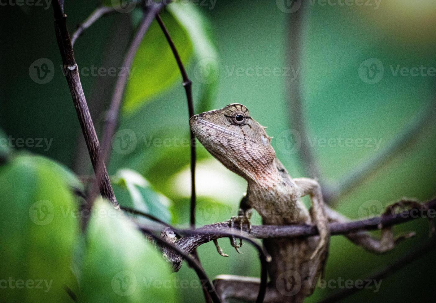 close up chameleon sits on a branch in the rainforest. chameleon attached to a tree trunk. natural background. photo