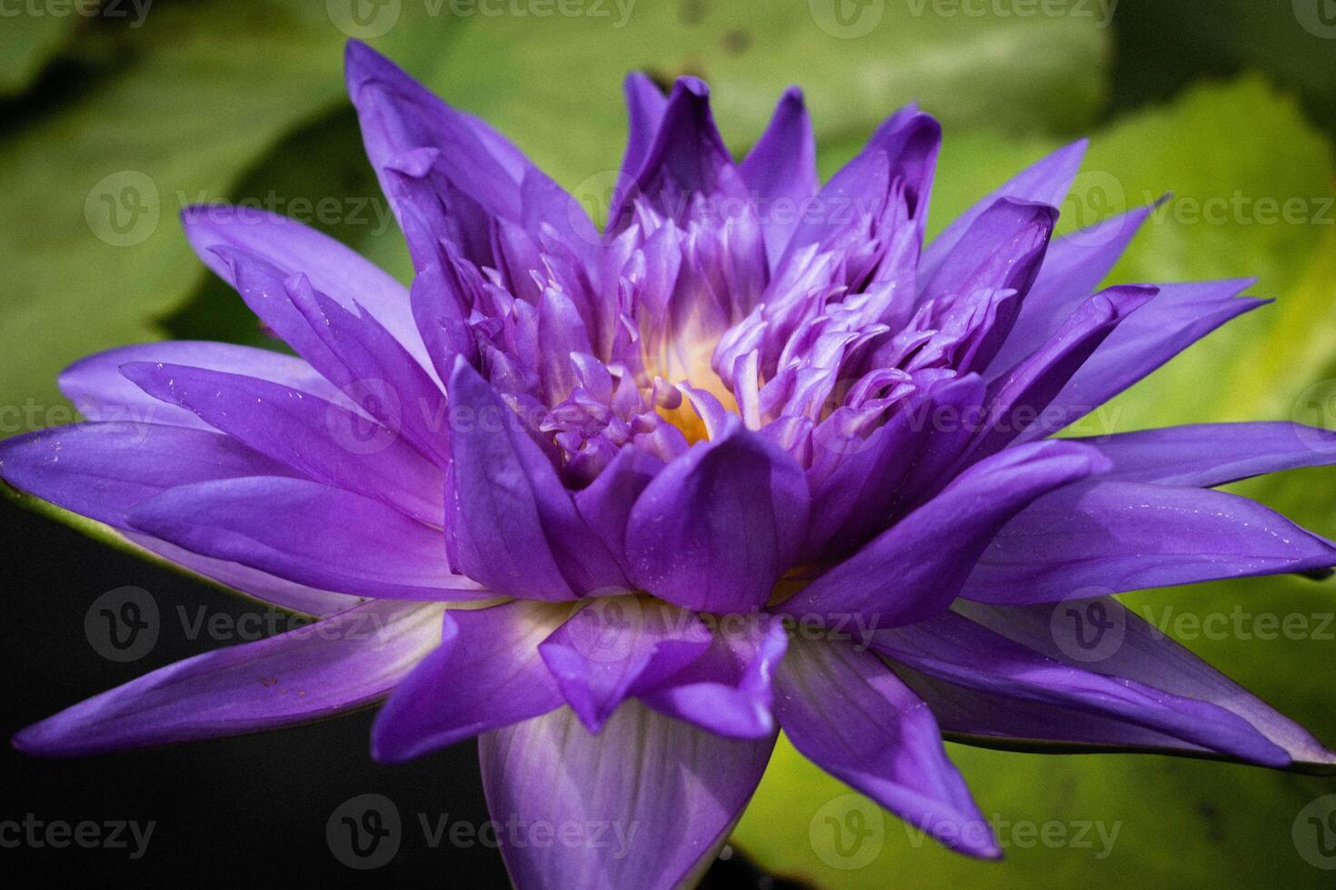 close up Purple lotus flowers blooming in the pond with nature background with soft light of the sun. picture looking happy. photo