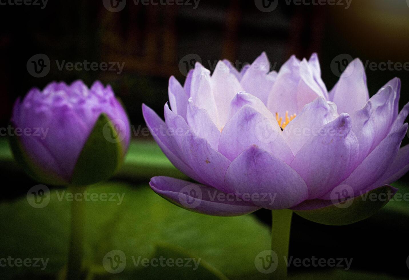 close up Purple lotus flowers blooming in the pond with nature background with soft light of the sun. picture looking happy. photo