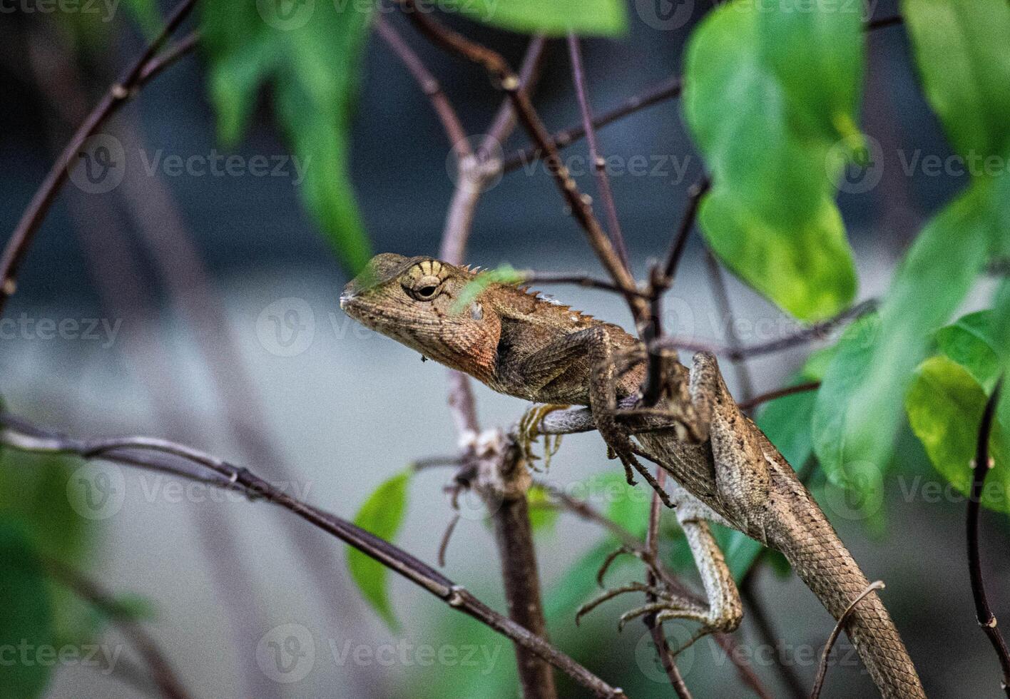 close up chameleon sits on a branch in the rainforest. chameleon attached to a tree trunk. natural background. photo