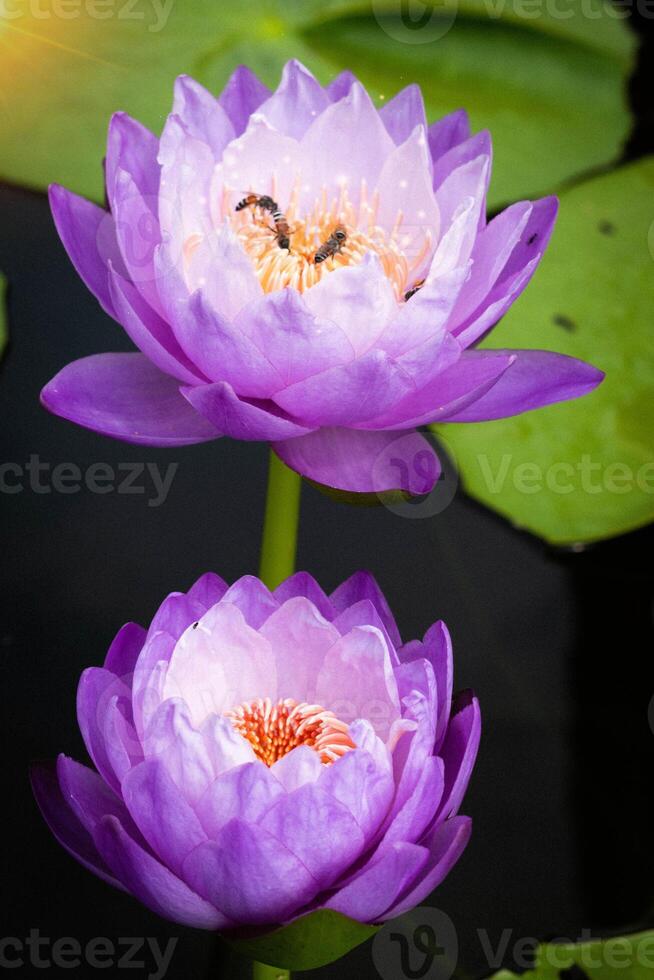 close up Purple lotus flowers blooming in the pond with nature background with soft light of the sun. picture looking happy. photo